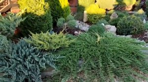 формирование ниваки из можжевельника чешуйчатого Мэйери... 17.09.2023г.