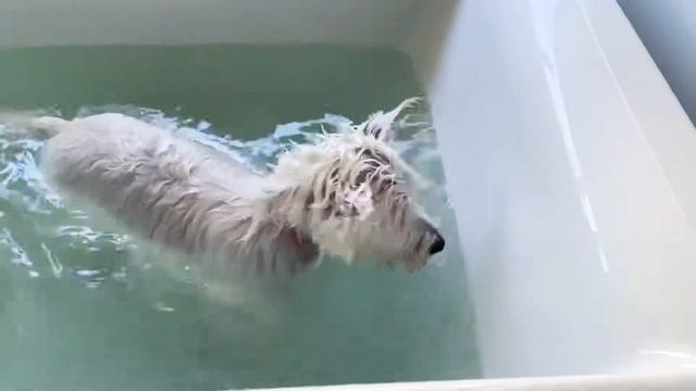 Elliot the Westie enjoying bath time. смотреть онлайн