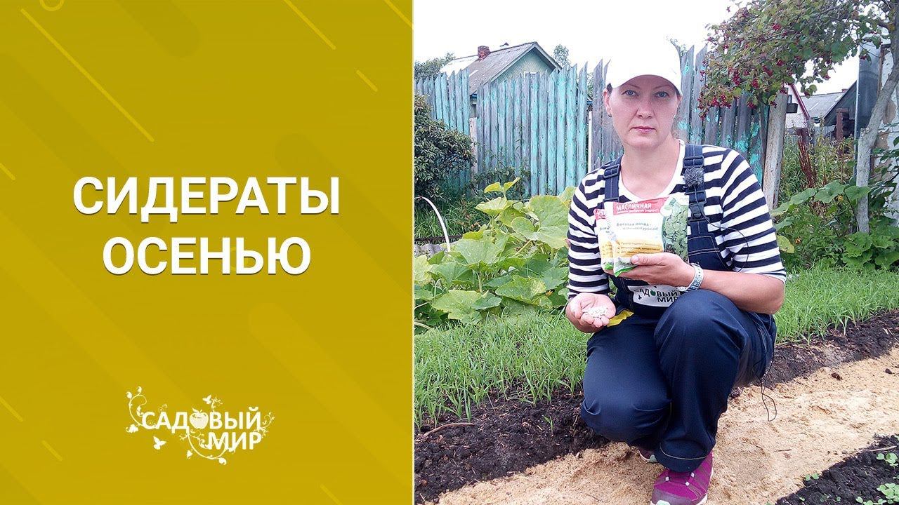 Сидераты осенью для клубники и не только. Какие лучше вносить смотреть онлайн