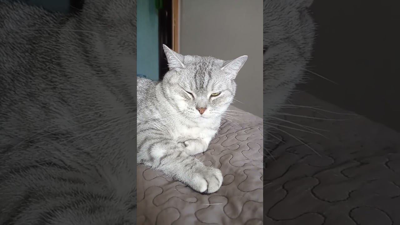 Пролистывай это видео, если ты не любишь животных! #Shorts смотреть онлайн