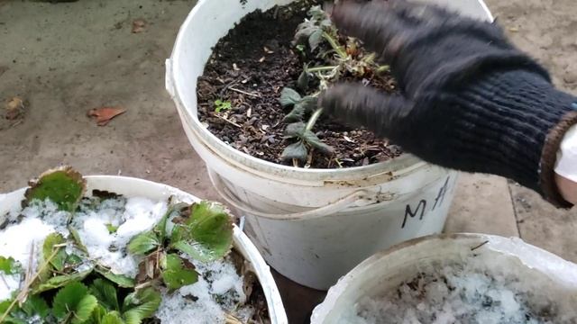 Дополнительный заработок на своем участке #2 смотреть онлайн