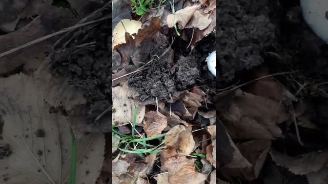 Raccolta di Amanite ovoidea смотреть онлайн