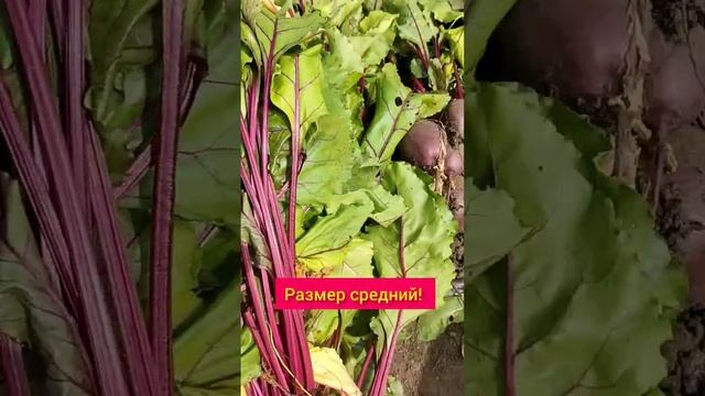 Как сделать свёклу товаром. смотреть онлайн