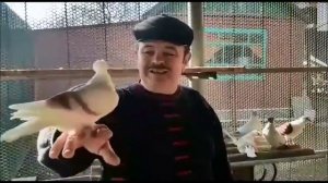 " НЕТ, Это не Бакинские голуби " КУДУЛИ - Старопородные Бойные Голуби ( Пшеничников Владимир П )