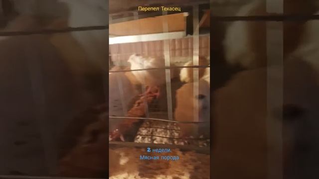 quail farm, Перепелинные ферма. Техасc Как выглядят перепела в 2 недели. #garden #funny #quail farm смотреть онлайн