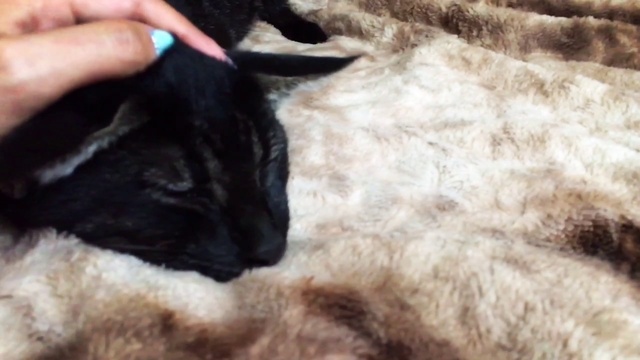 Чаузи самого редкого и необычного окраса Черный с Сединой. ( Black Grizzly Ticket Tabby) смотреть онлайн