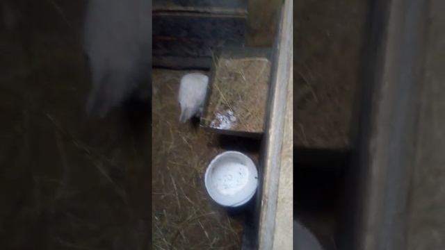 крупный серый гусь смотреть онлайн