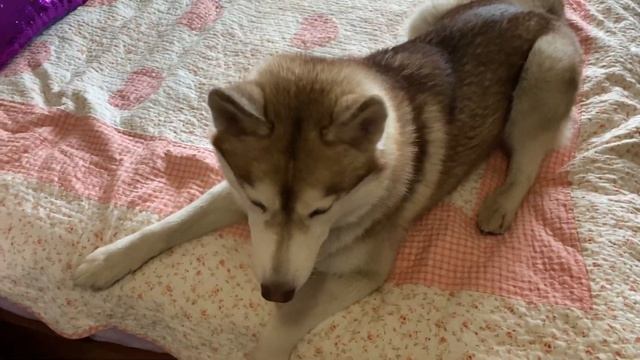 ХАСКИ ВОЮТ В КВАРТИРЕ! Соседи в ШОКЕ! Дуэт двух Хаски. смотреть онлайн