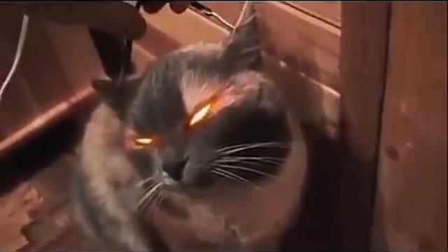 Шок! ! У кошки светятся глаза!! смотреть онлайн