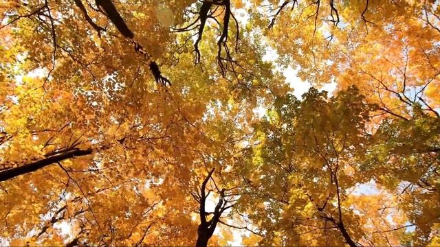 963Hz- Pineal Gland Activation Frequency- Powerful Meditation music For Intuition смотреть онлайн