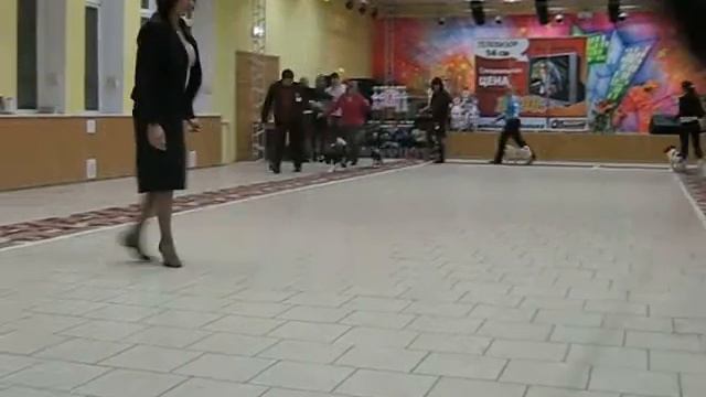 "Осенняя-2010" выставка собак в г.Великие Луки смотреть онлайн