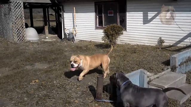 БУМ знакомы. Американский булли, dogs, American ,bully смотреть онлайн