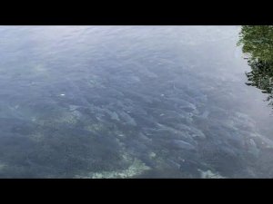 Воронеж водосброс рыбалка, как доехать, где находится и стоит ли ехать. Куда съездить порыбачить.