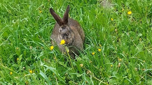Кролики гуляют на природе (1) смотреть онлайн