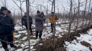 Обрезка интенсивного яблоневого сада посаженным саженцами типа Книп-Баум
