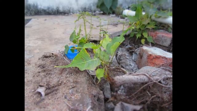 Zoom test of Canon sx610 camera смотреть онлайн