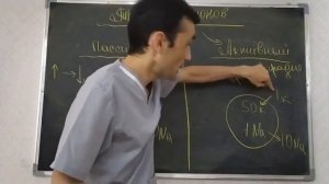 Физиология. 4 тема. Биопотенциалы. МПП (мембрана потенциал покоя).