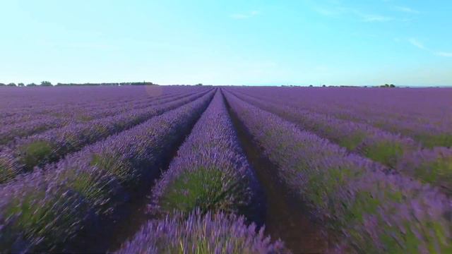 💜Lavender Flowers Field 💜 смотреть онлайн