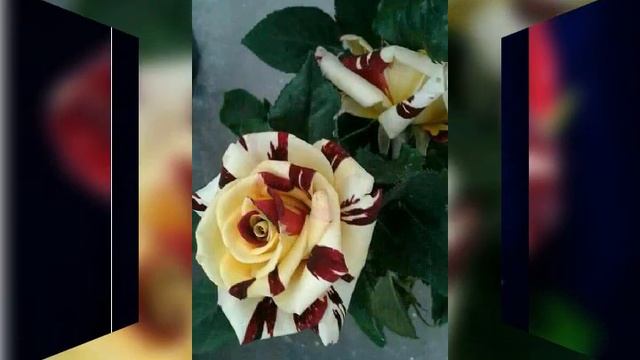 Необычные розы/ Радужные розы/ Всем отличного настроения ... смотреть онлайн