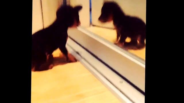 Сымый маленький мини той-терьер смотреть онлайн