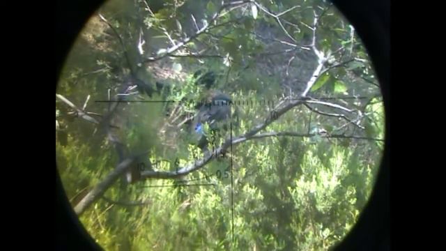 N17 Sniper rifle SVD Dragunov СВД . Игра снайпера смотреть онлайн