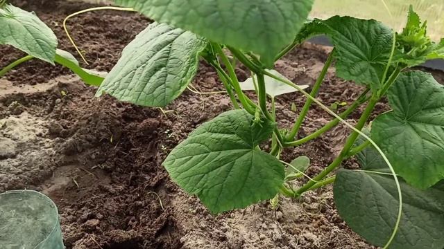 17.06.2020 Как растут огурцы в теплице смотреть онлайн