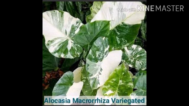ALOCASIA AND THEIR NAMES