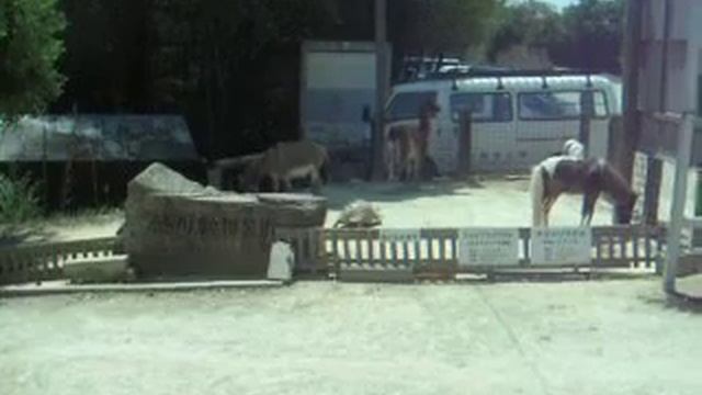 САМЫЕ МАЛЕНЬКИЕ ОБЕЗЬЯНКИ В МИРЕ!!!! смотреть онлайн