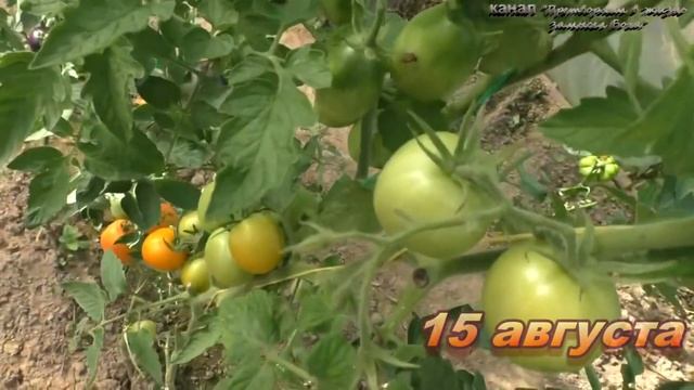 Интересный томат Златава не подведет даже в сложных условиях