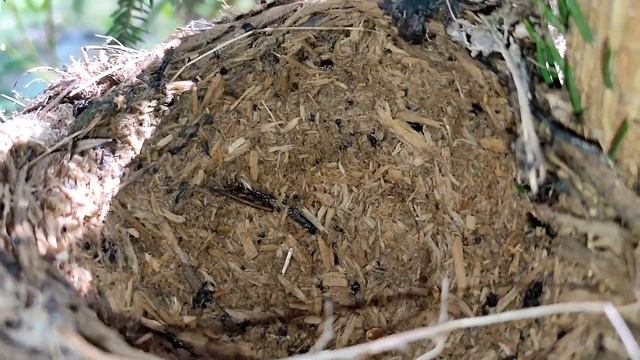 У какой птицы голубые яйца смотреть онлайн