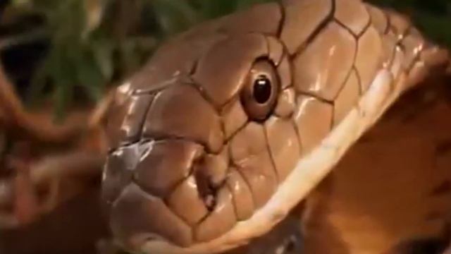 ▶ MALAYZIYA DAVLATI HAQIDA QIZIQARLI MA'LUMOTLAR. смотреть онлайн
