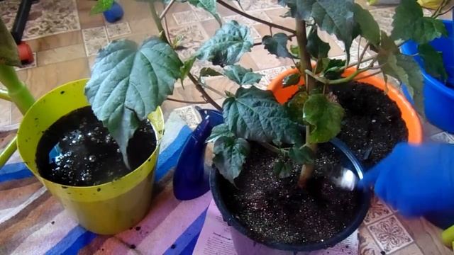 Гибискус (Роберт Флеминг) пересадка из грунта в горшок и заносим домой. смотреть онлайн