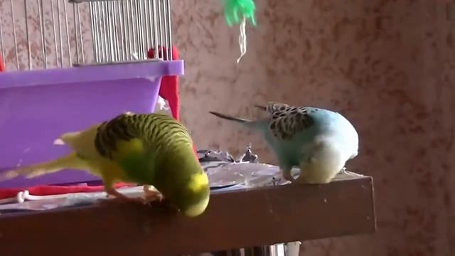 Видео о животных веселые попугаи смотреть онлайн