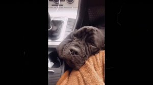 Щенок мастино неаполитано 6 месяцев