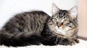 Сибирская кошка. История и особенности породы