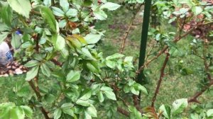 ФАЛЬКОН ПРЕПАРАТЫ ОТ БОЛЕЗНИ РОЗ.