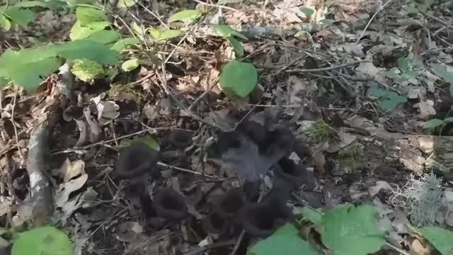 Вороночник рожковидный, в народе ещё называют "черная лисичка". Во Франции считается деликатесом. смотреть онлайн