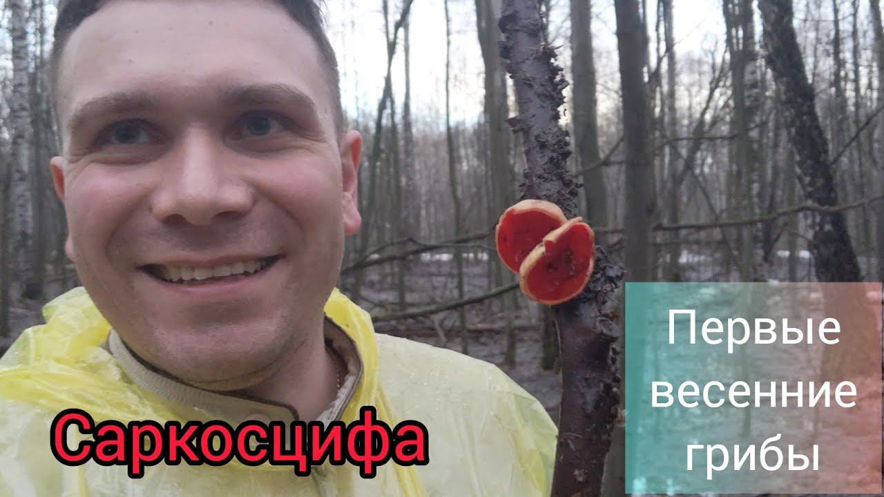 Первые весенние грибы. Первая вылазка смотреть онлайн