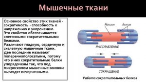 Биология 8 класс. Ткани: строение и функции