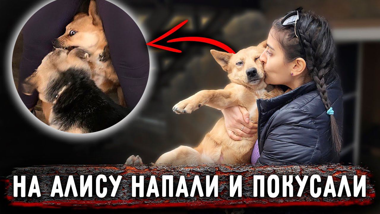 На Алису Кинулась Айза, ревность! Собачки очень нуждаются в добрых руках, присмотритесь пожалуйста. смотреть онлайн