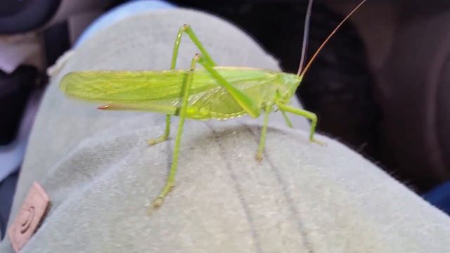 Кузнечик Кузя из Лунтика вживую HD #Grasshopper Kuzma of Luntik live смотреть онлайн