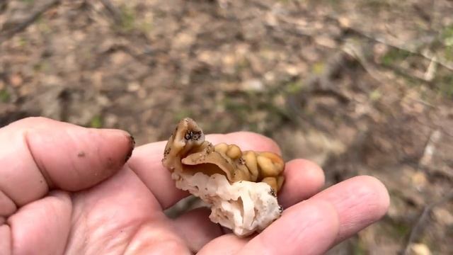 Грибные творческие проекты