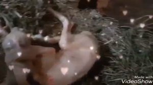 РОДЫ нубийской козы. Первый окот. #козы #окот #первокотка #родыкозы #раздой #конюшня #ферма #мини