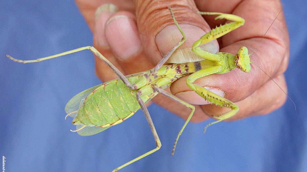 Нашествие богомолов в Московской области летом 2021 года. смотреть онлайн