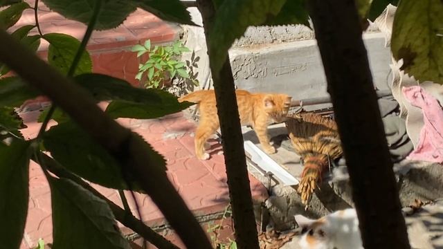 Накормить соседских котят смотреть онлайн