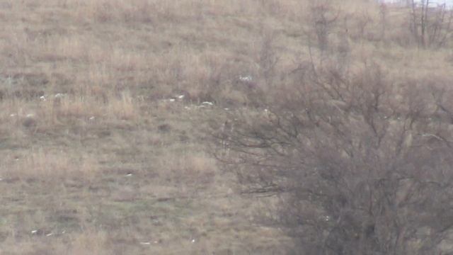 Животный мир заповедника "Утриш". Волк смотреть онлайн