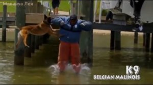 Малинуа / К9