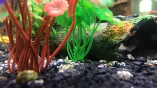 Ep. #53 FAUNA - Labeo Bicolor(Epalzeorhynchos Bicolor)