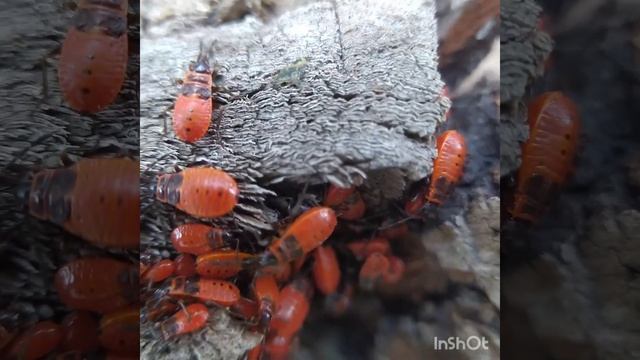 Жуки-пожарники, макро смотреть онлайн