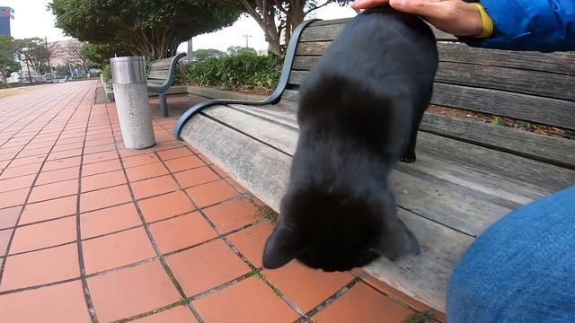 公園のベンチに黒猫が座っていたので隣に座ったら懐いてきた смотреть онлайн
